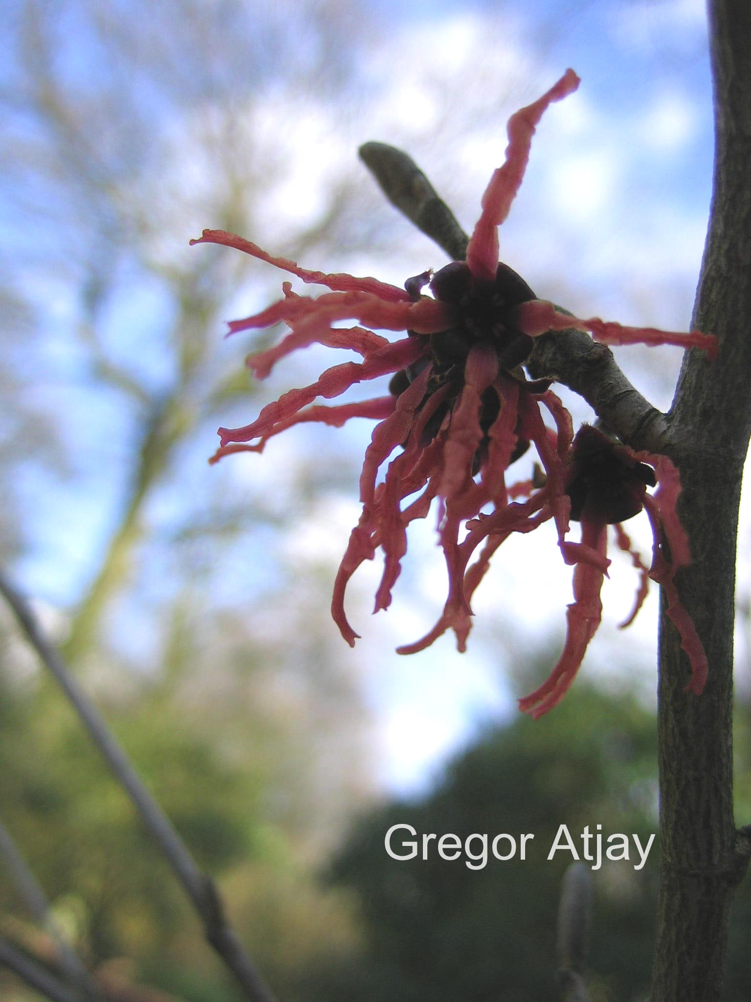 Hamamelis intermedia 'Parasol'