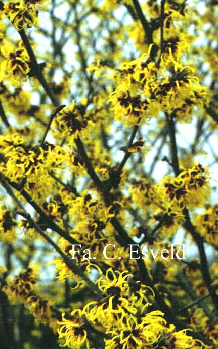 Hamamelis intermedia 'Primavera'