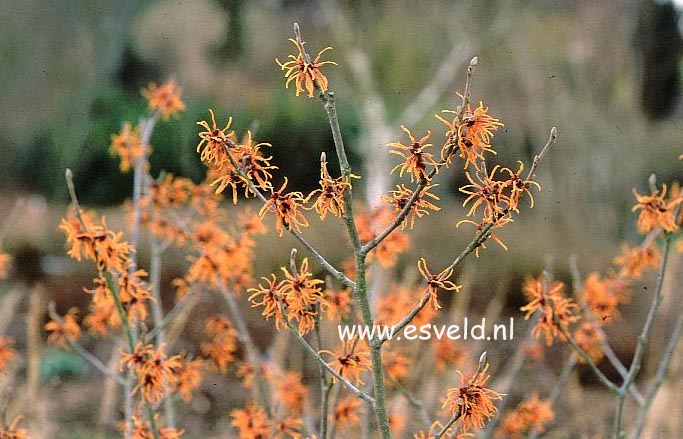 Hamamelis intermedia 'Robert'