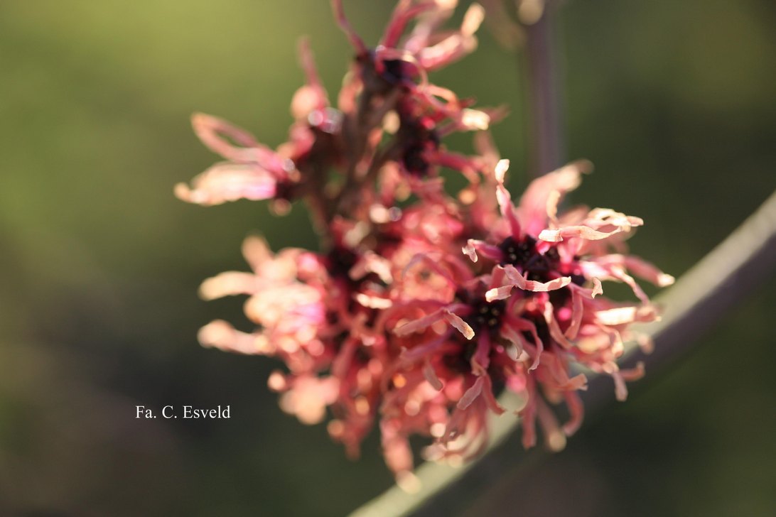 Hamamelis intermedia 'Strawberries and Cream'