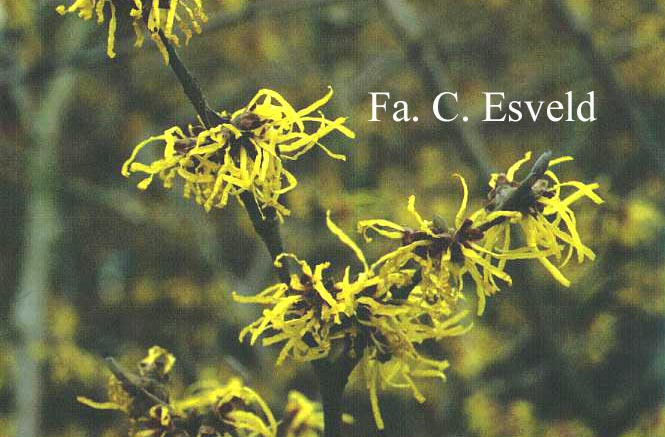 Hamamelis intermedia 'Sunburst'