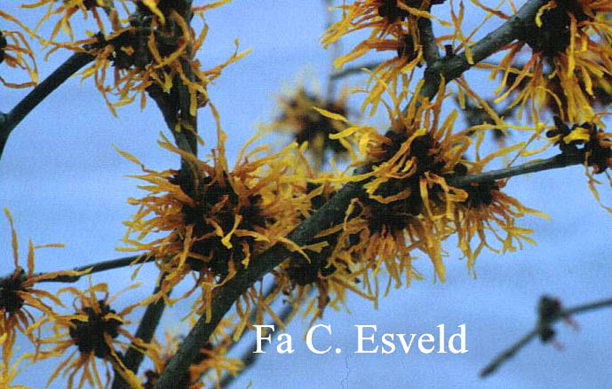 Hamamelis intermedia 'Winter Beauty'