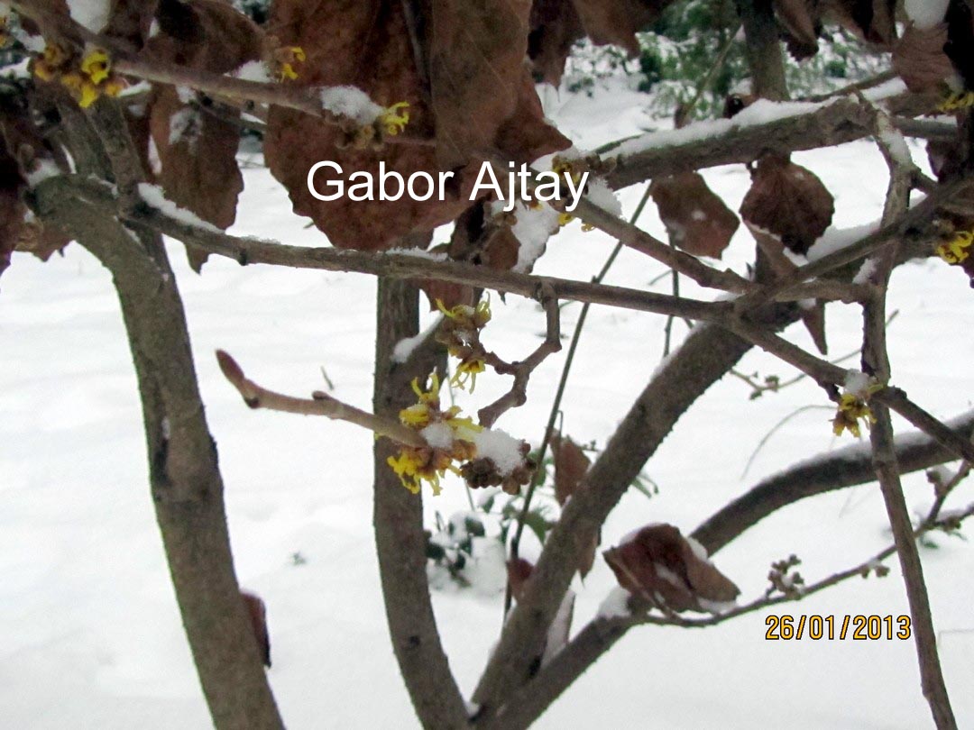 Hamamelis intermedia 'Yamina'