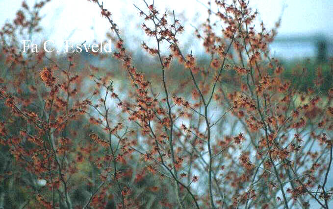 Hamamelis japonica arborea