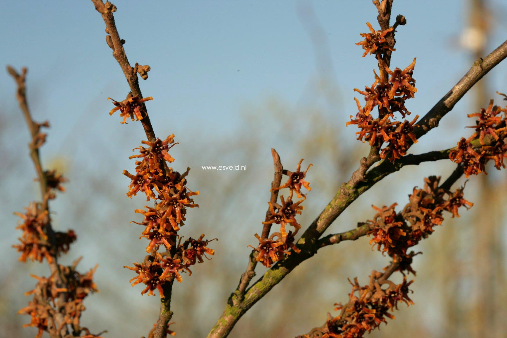 Hamamelis vernalis