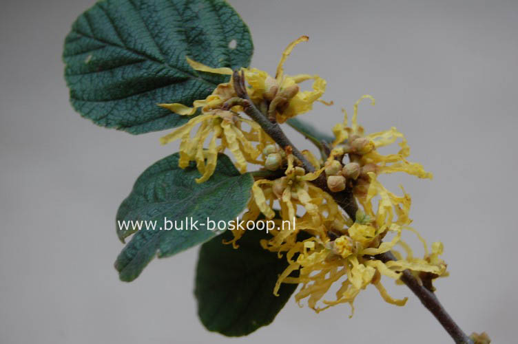 Hamamelis virginiana var. mexicana
