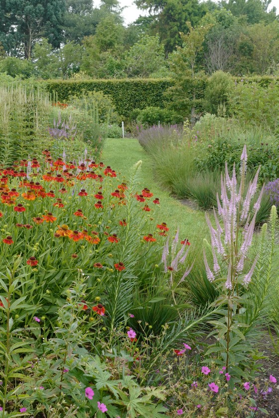 Hebe 'Midsummer Beauty'