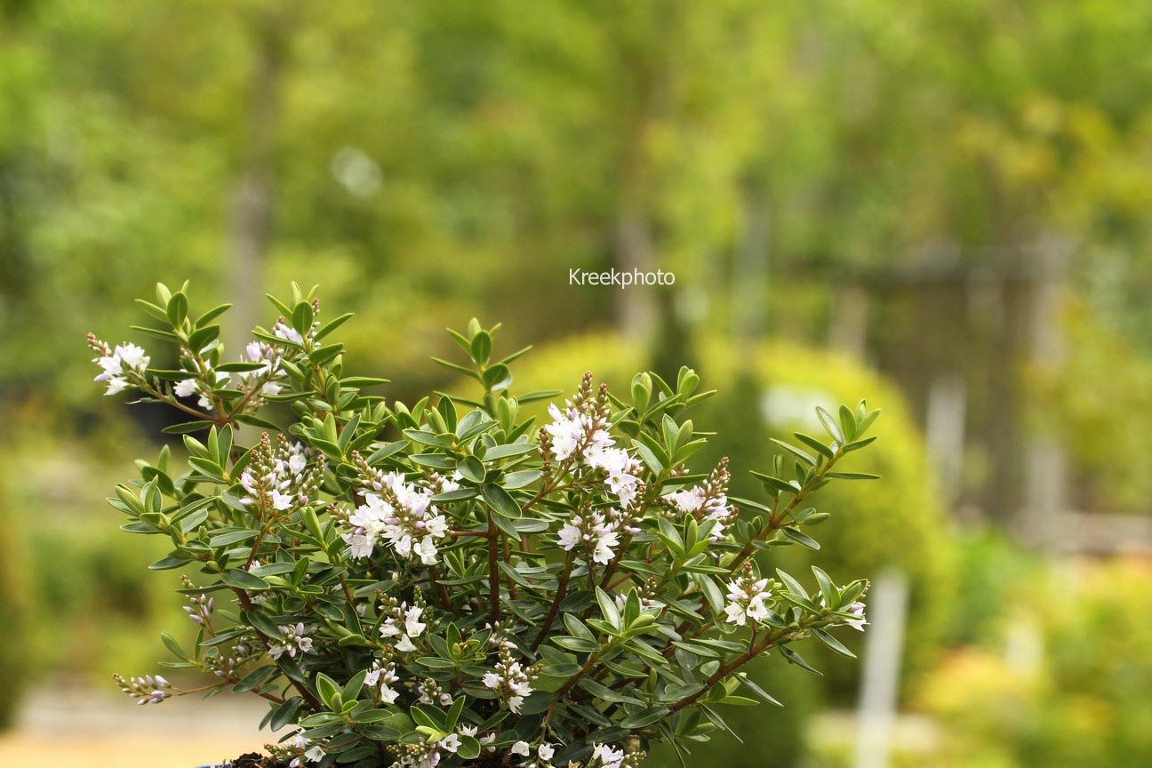 Hebe 'Pearl of Paradise'