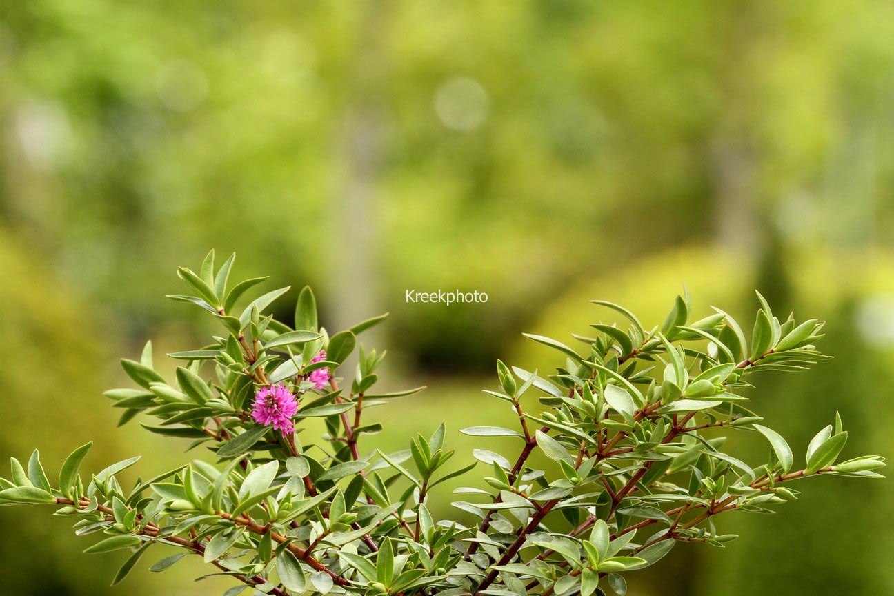 Hebe 'Purple Paradise'