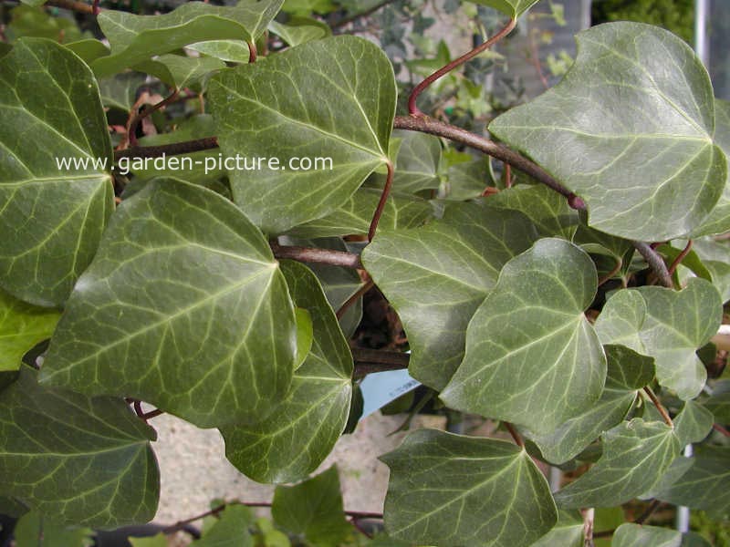 Hedera algeriensis