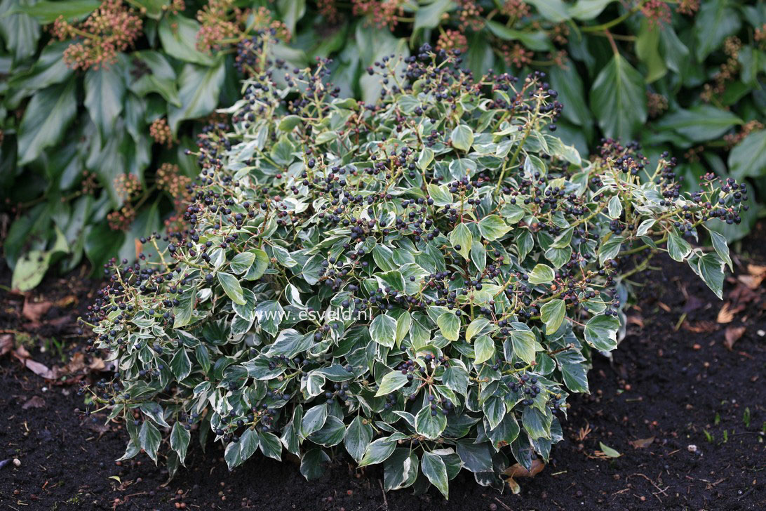 Hedera helix 'Cavendishii' (ICE CREAM)