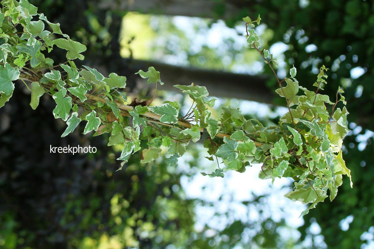 Hedera helix 'Clotted Cream'