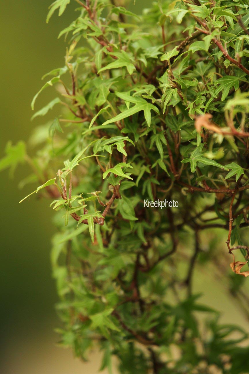 Hedera helix 'Dyinni'