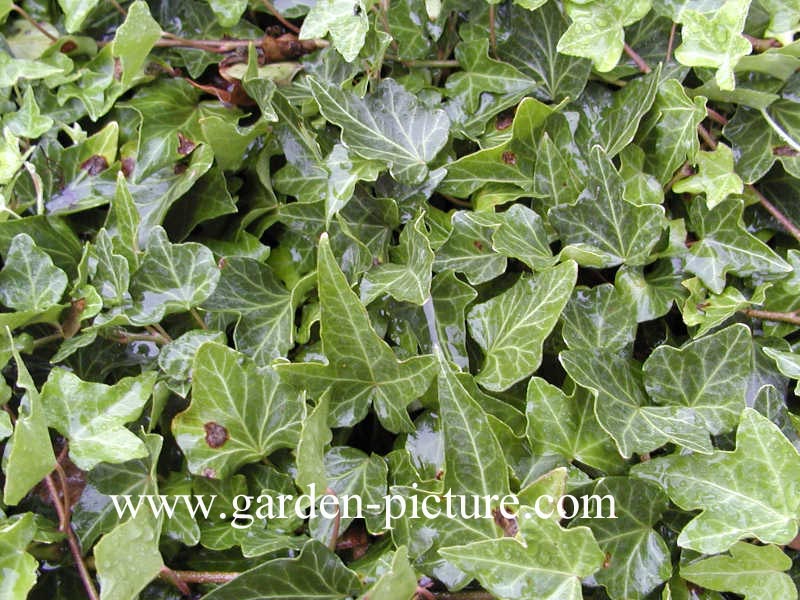 Hedera helix 'Maple Queen'