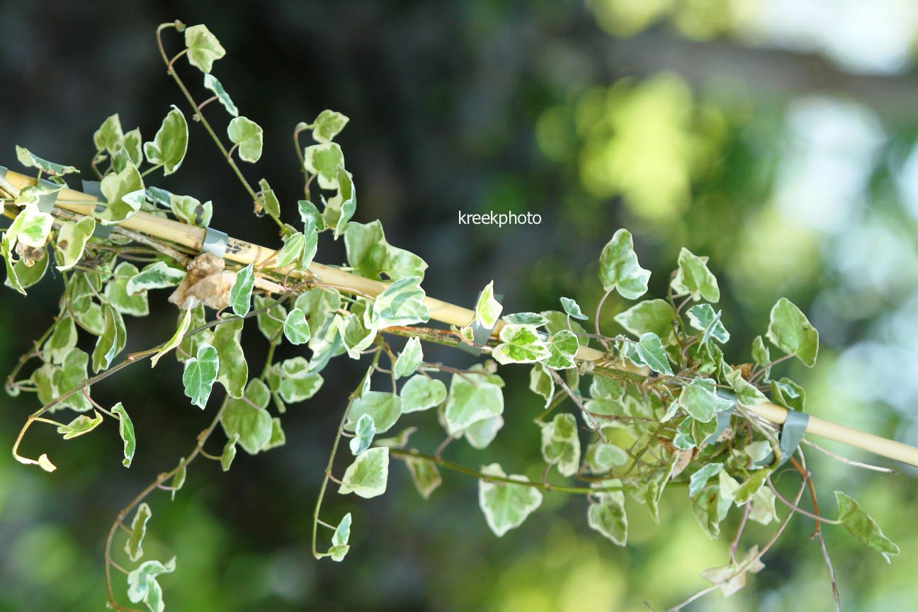 Hedera helix 'Marginata Elegantissima'