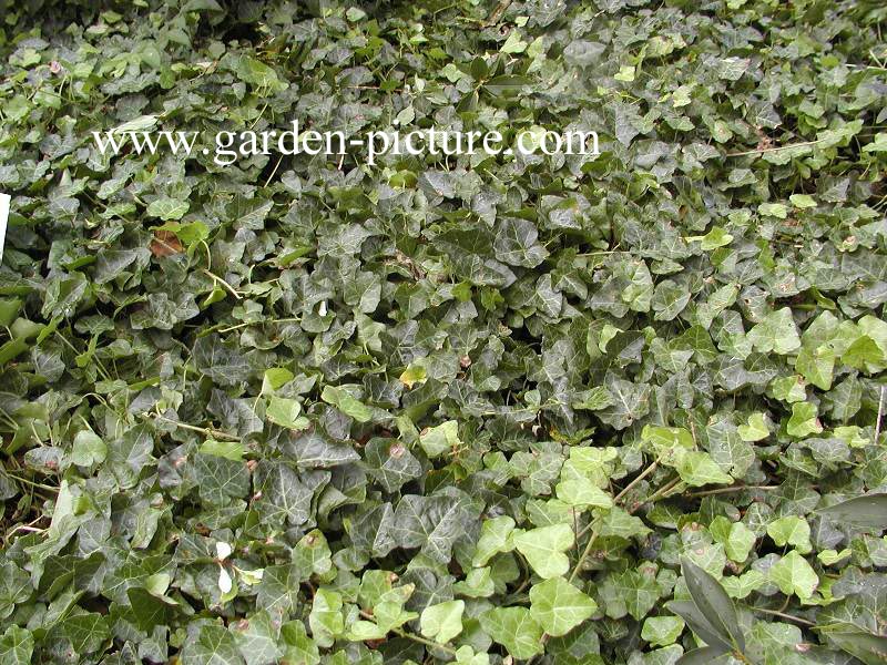 Hedera helix 'Modern Times'