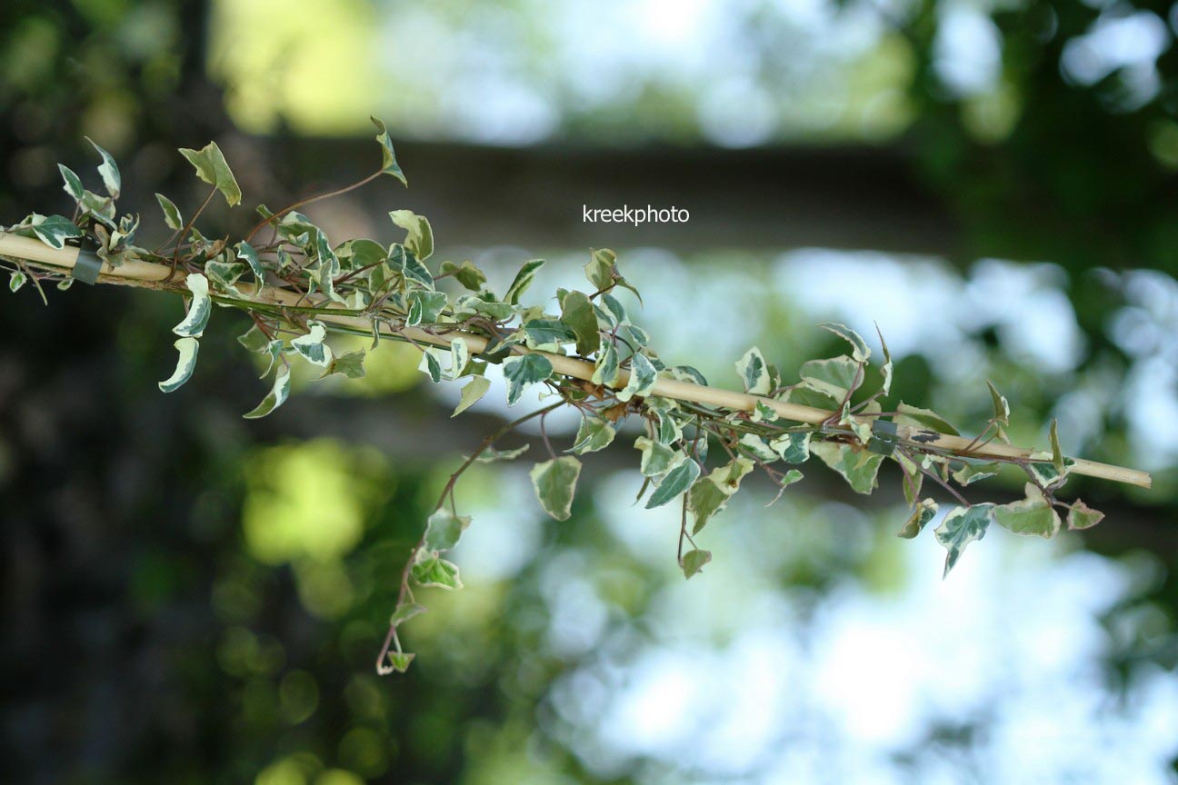 Hedera helix 'Tricolor'