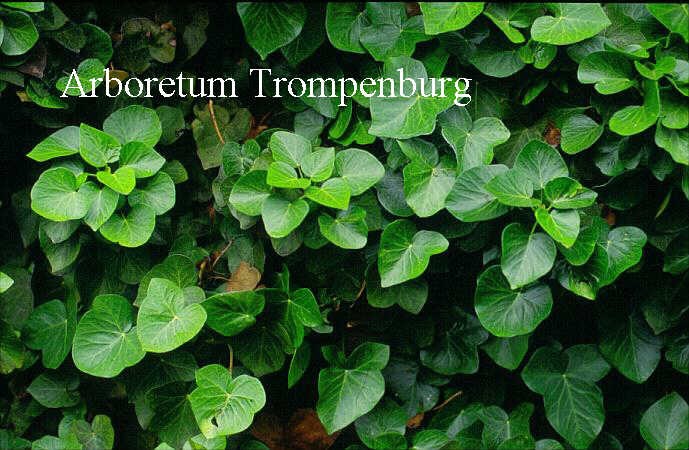 Hedera hibernica 'Deltoidea'