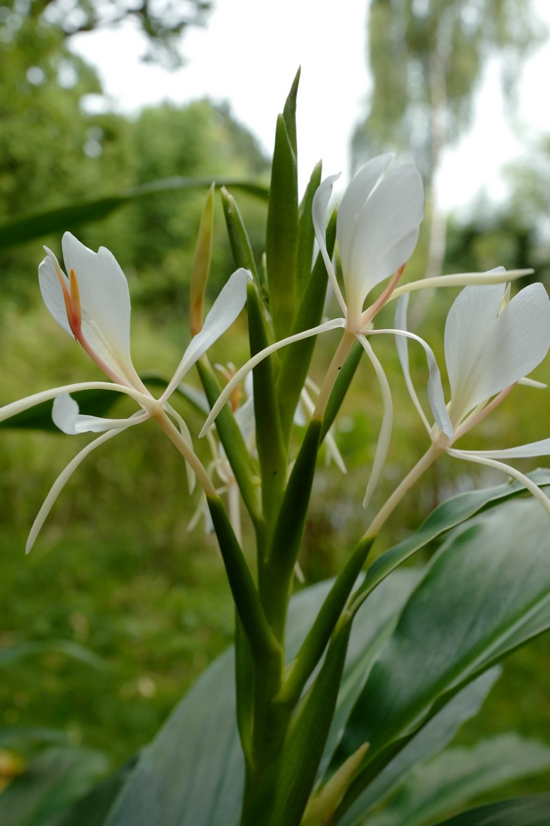 Hedychium spicatum