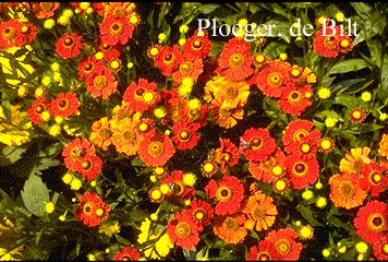 Helenium 'Baudirektor Linne'