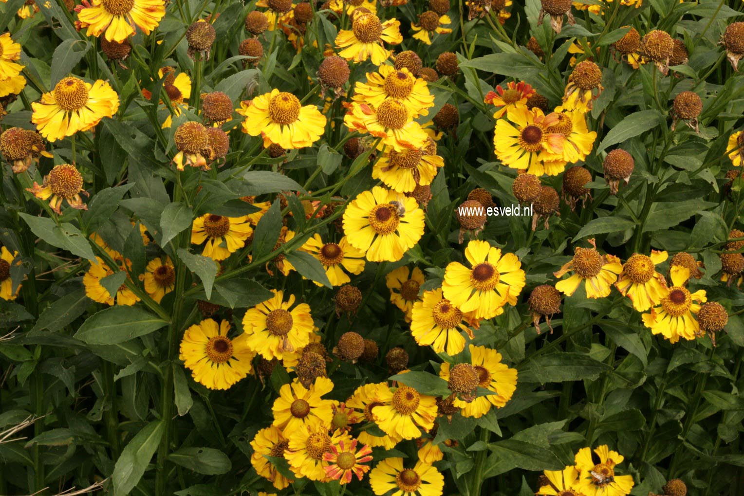 Helenium 'Can Can'