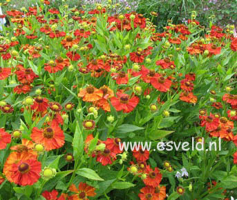 Helenium 'Indianersommer'