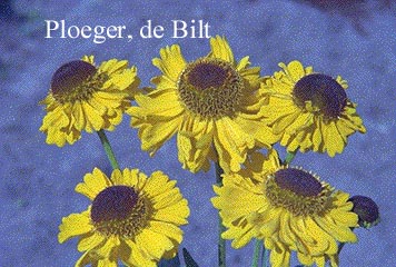 Helenium 'Wesergold'