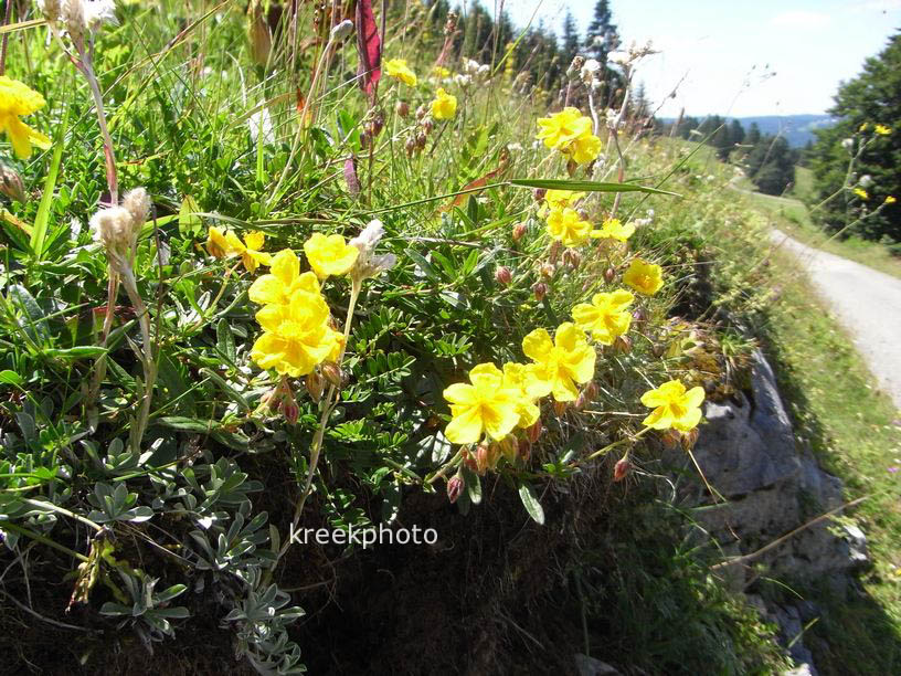 Helianthemum nummularium