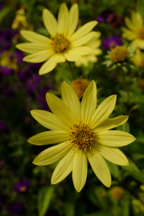 Helianthus 'Lemon Queen'