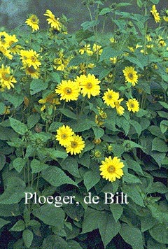 Helianthus atrorubens 'Gullick's Variety'