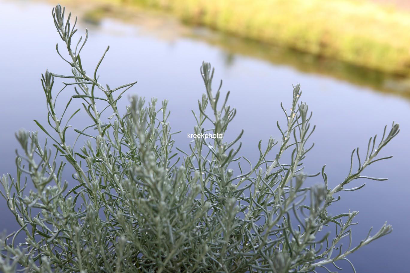 Helichrysum italicum 'Silberzwerg'