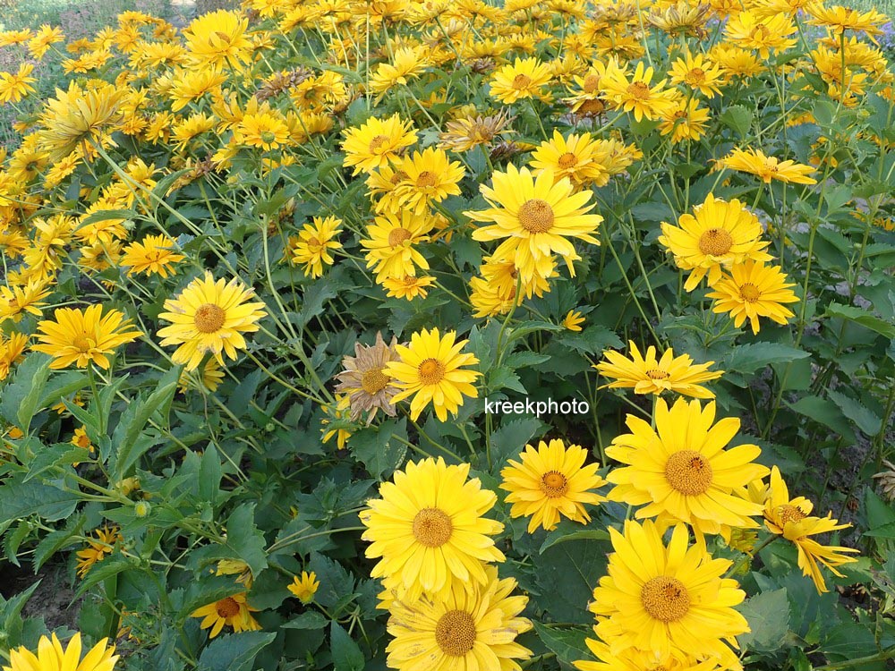 Heliopsis helianthoides 'Mars'