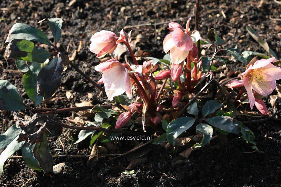 Helleborus 'Winter Sunshine'