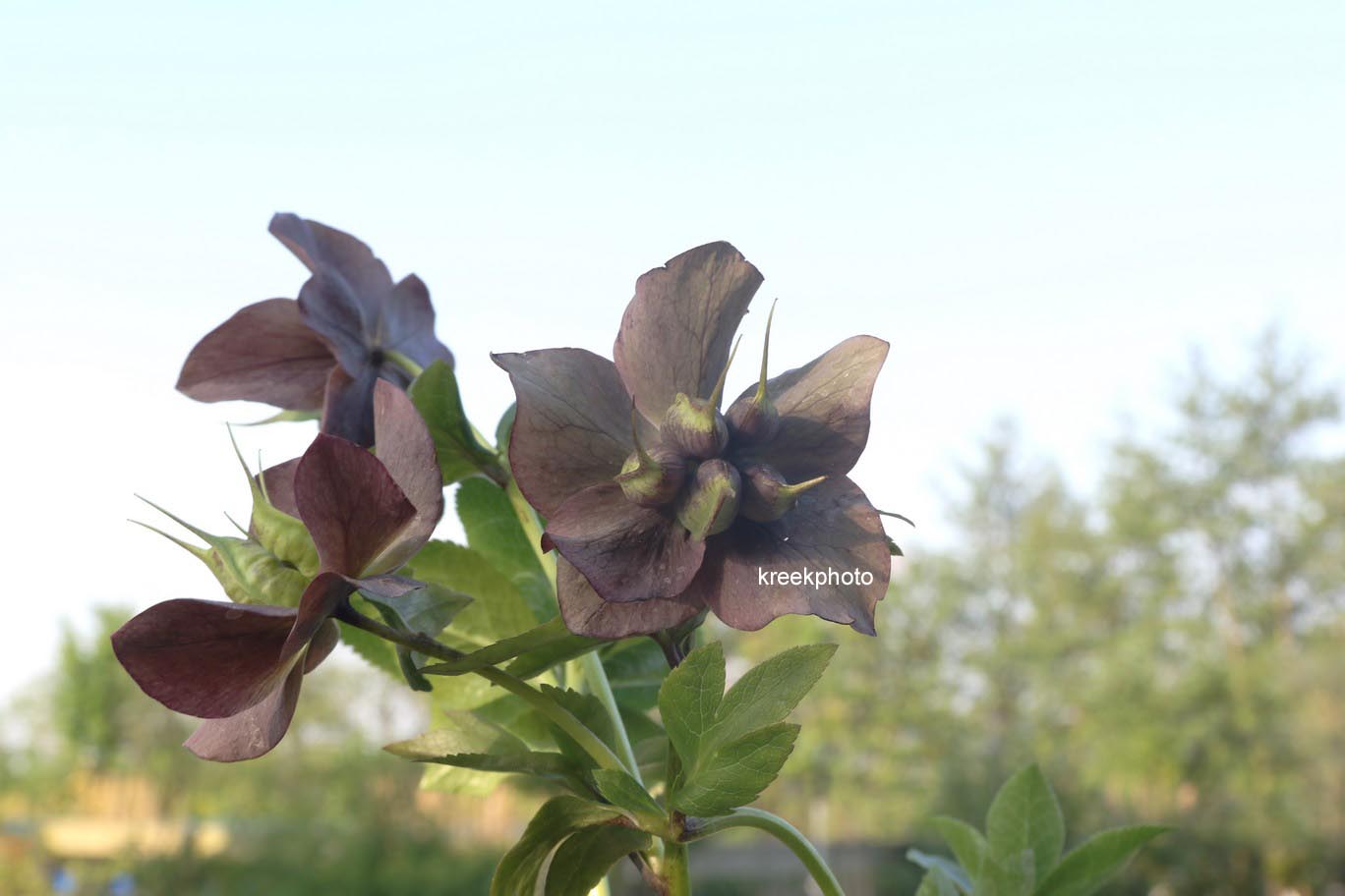 Helleborus orientalis 'Pretty Ellen'