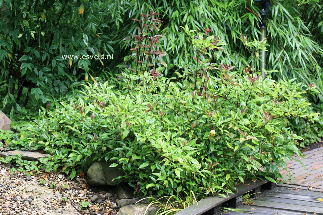 Helwingia chinensis 'Broad-Leaved-Form'