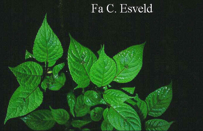 Helwingia japonica Helwingia japonica