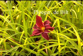 Hemerocallis 'American Revolution'