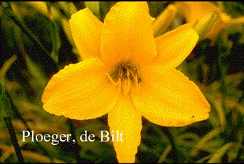 Hemerocallis 'Aten'