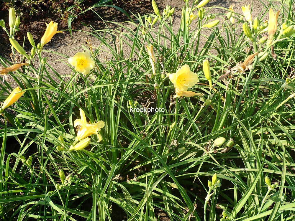 Hemerocallis 'Happy Returns'