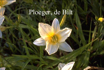 Hemerocallis 'Icecap'