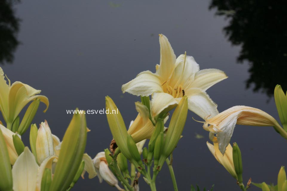 Hemerocallis 'Light the Way'