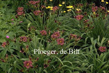 Hemerocallis 'Little Grapette'