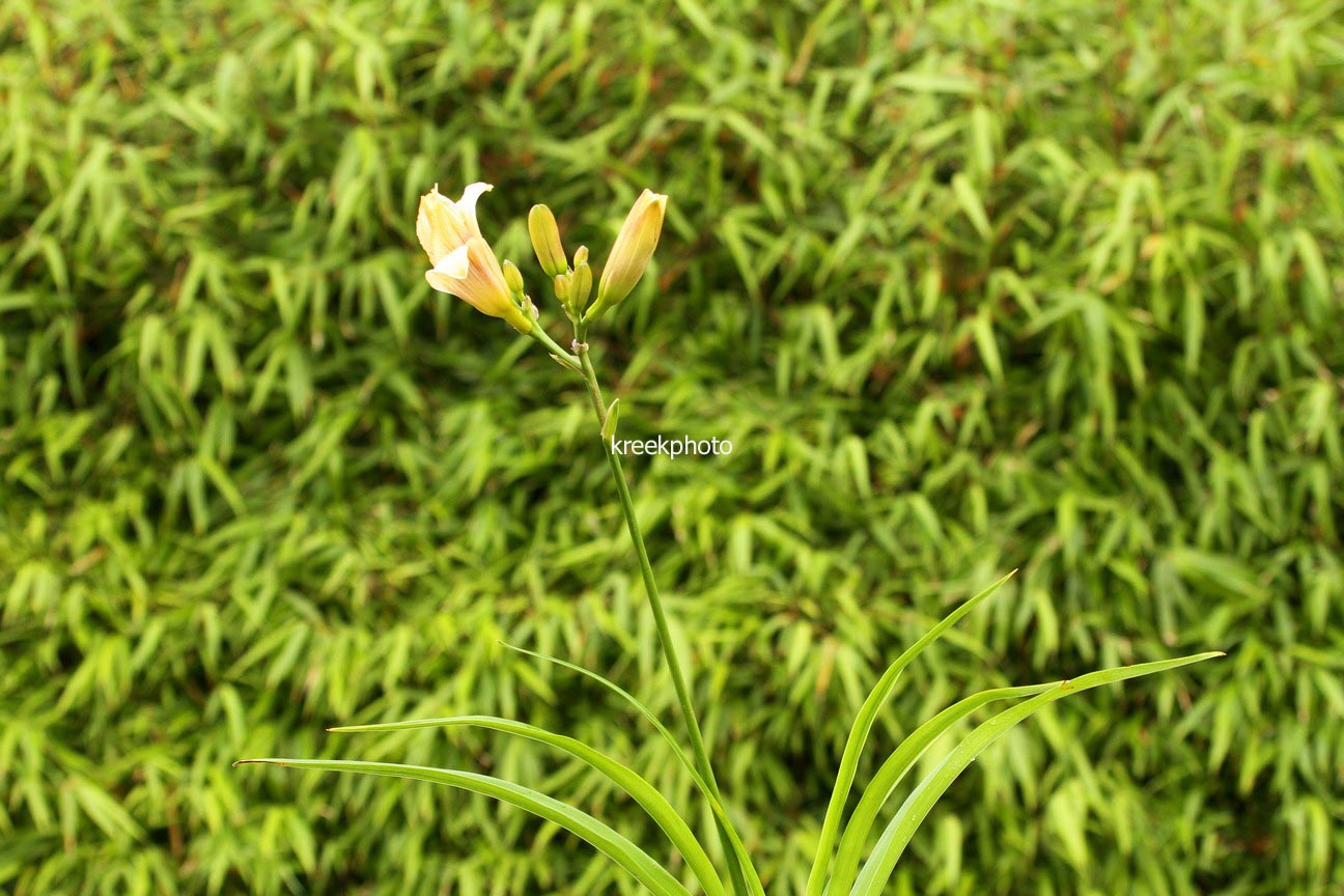 Hemerocallis 'Moonlit Masquerade'
