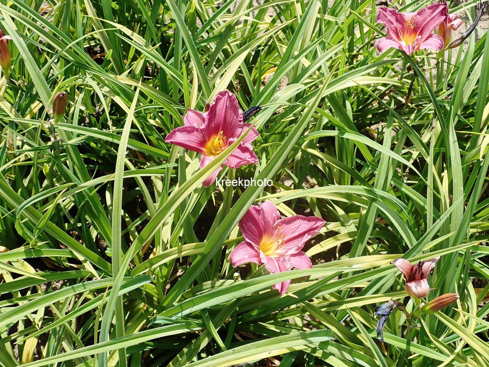 Hemerocallis 'Summer Wine'