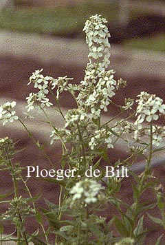Hesperis matronalis 'Alba'