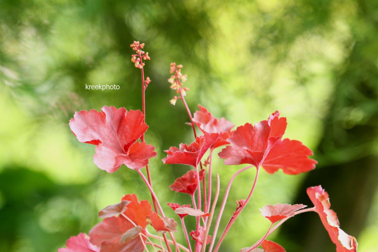 Heuchera 'Cherry Cola'