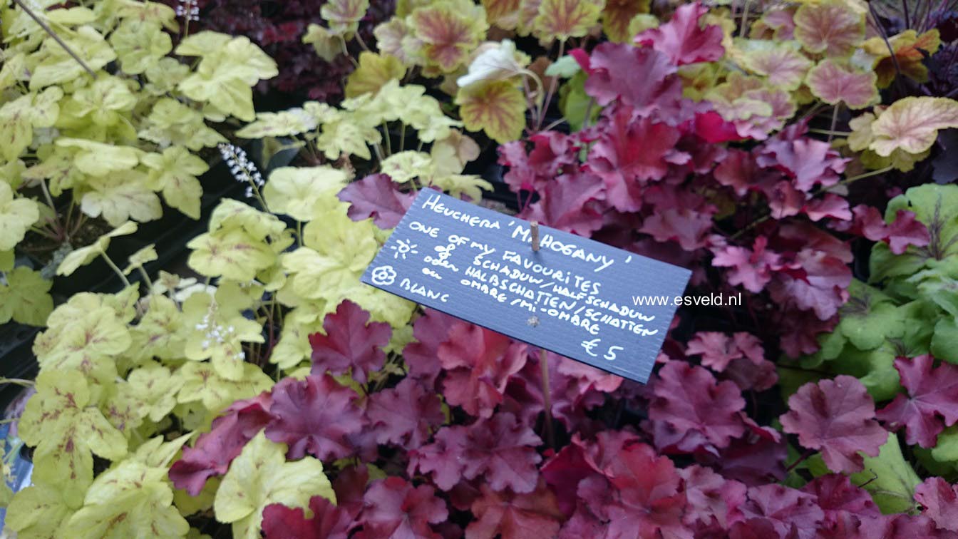 Heuchera 'Mahogany'