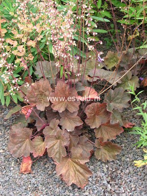 Heuchera 'Peach Flambe'