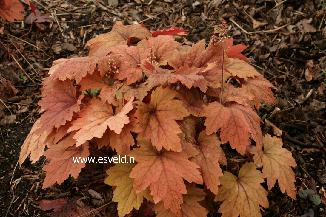 Heucherella 'Sweet Tea'