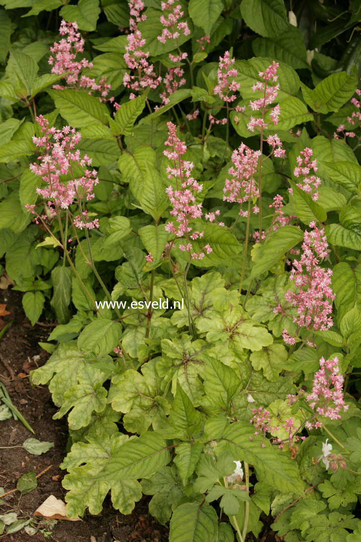 Heucherella 'Tapestry'